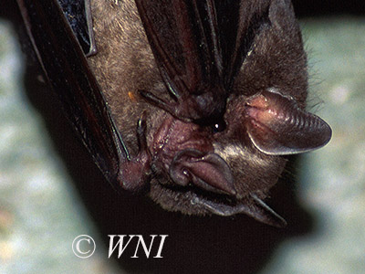 Aztec Fruit-eating Bat (Artibeus aztecus)